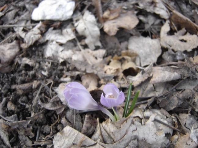 Fiori primaverili